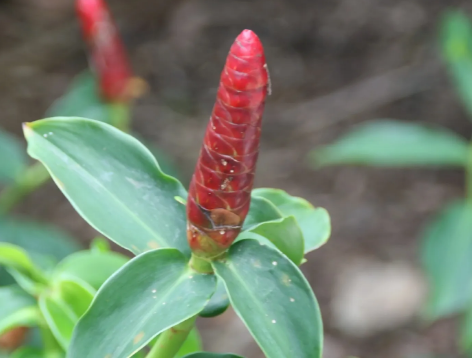 Spiked Spiralflag Ginger: